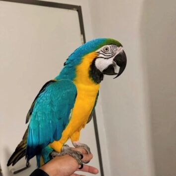 Blue and Gold Macaws