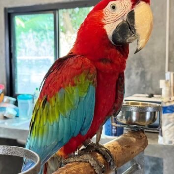 Green Winged Macaw Parrots