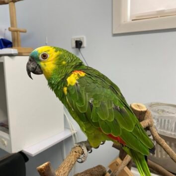 Blue Fronted Amazon Parrots