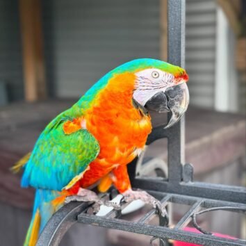 Catalina Macaw Parrots