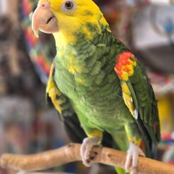 Double Yellow Headed Amazon Parrots