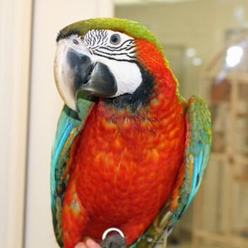 Harlequin Macaw Parrots