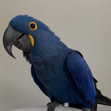 Hyacinth Macaw Parrots