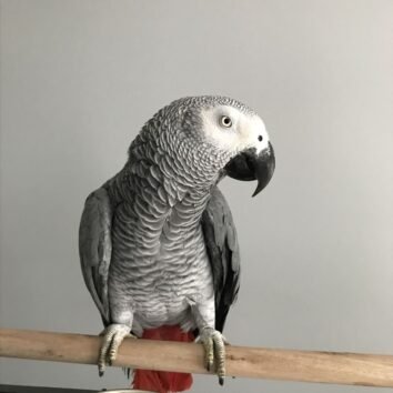 African Grey Parrots