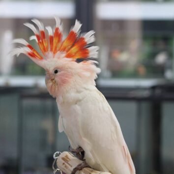 Major Mitchells Cockatoo Parrots
