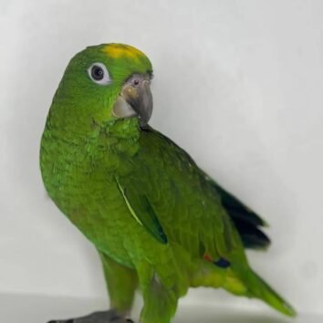 Yellow Naped Amazon Parrots