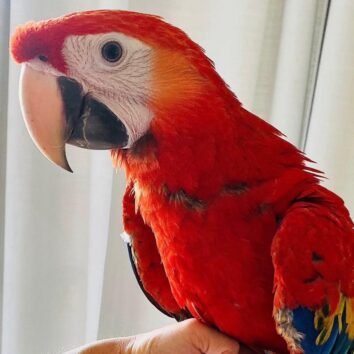 Scarlet Macaw Parrots