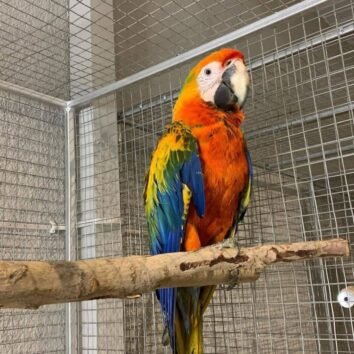 camelot macaw parrots
