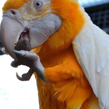 Latino Macaw Parrots
