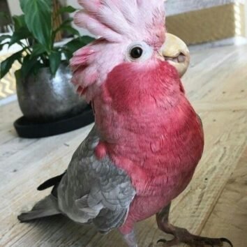 Galah Cockatoo Parrots