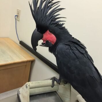 Palm cockatoo Parrots